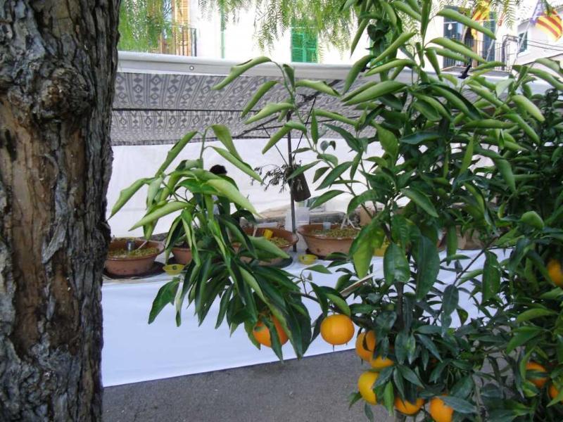 Finca Son Olive Selva  Exterior photo